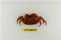 藏品(紅螯螳臂蟹)的圖片